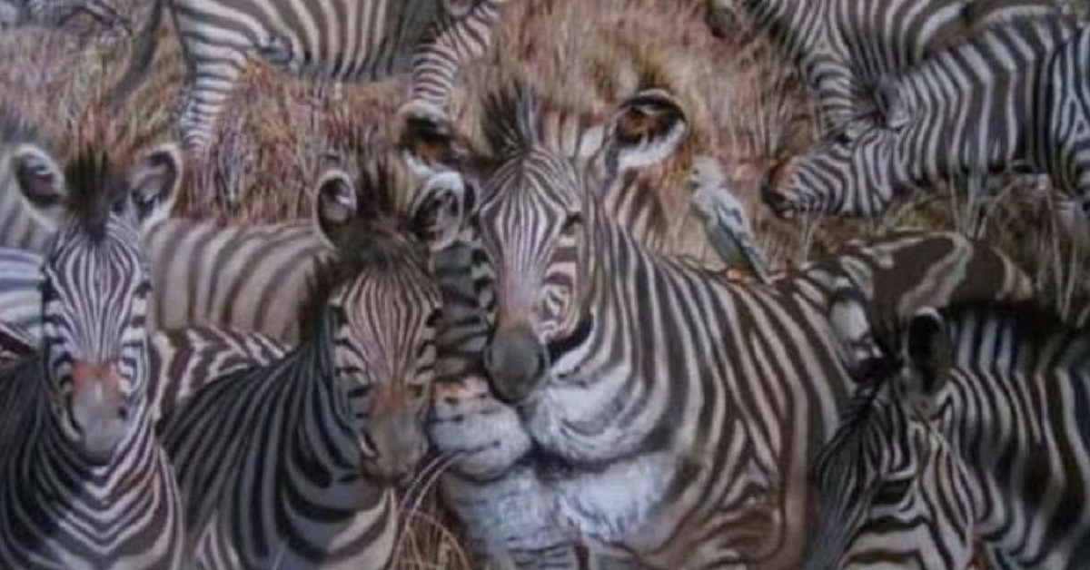 Il primo animale visto svela la tua personalità
