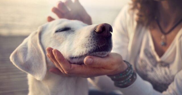 la-razza-di-cane-ideale-per-ogni-segno-dello-zodiaco