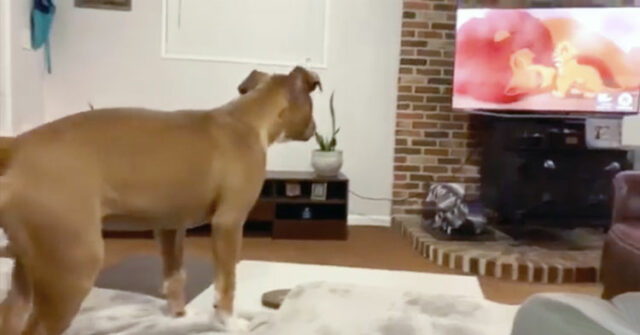 la-cagnolina-che-piange-nel-vedere-il-Re-Leone 1