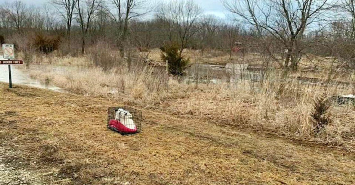 Trovati 2 cani abbandonati in una gabbia