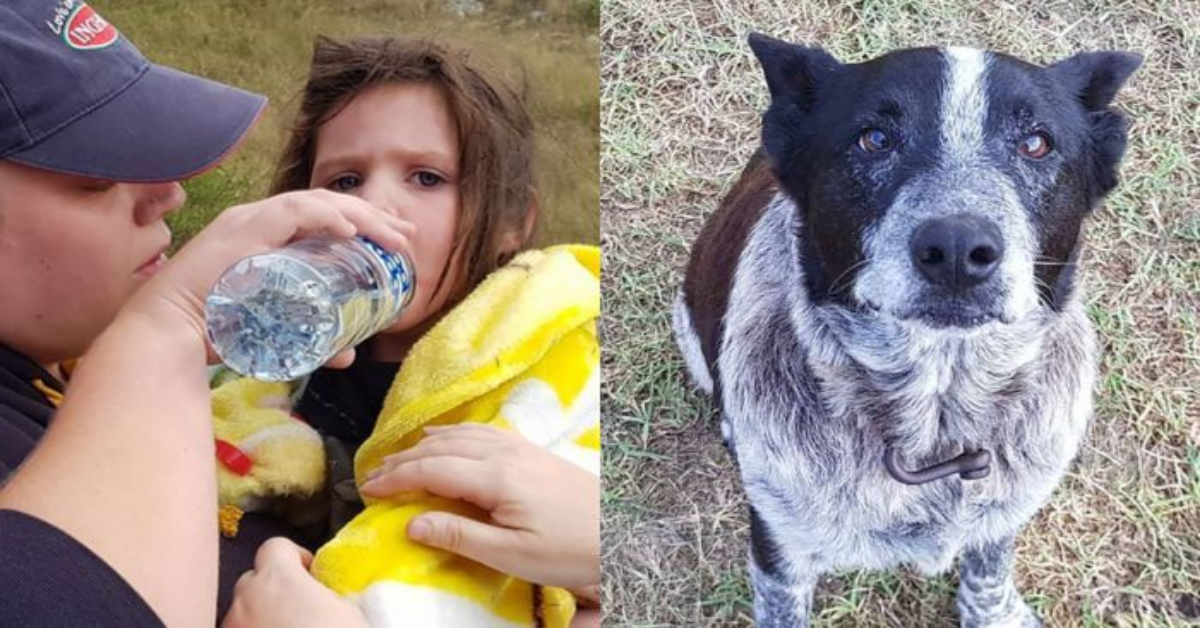 Cane cieco rimane nel bosco per 15 ore per proteggere una bambina di 3 anni