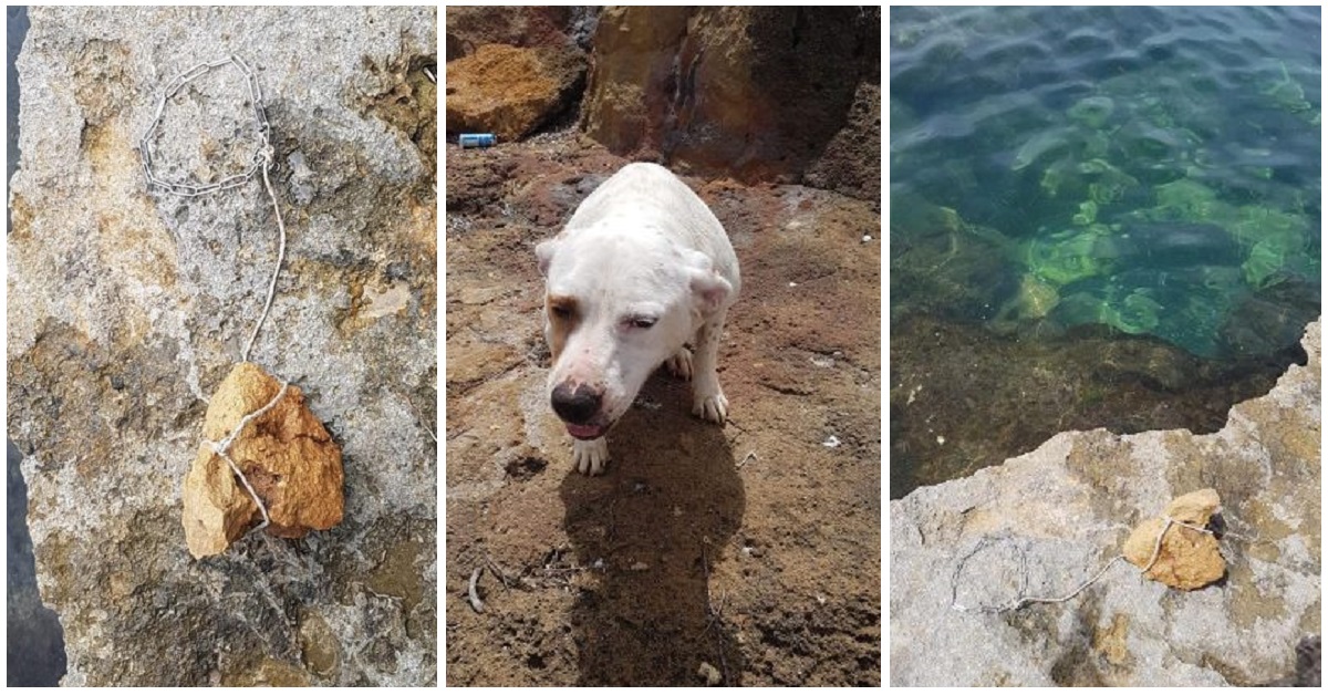 Mia, la cagnolina gettata in mare con una pietra al collo