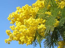 mimosa