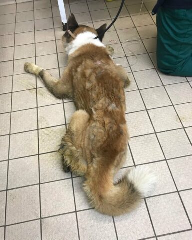 peter-akita