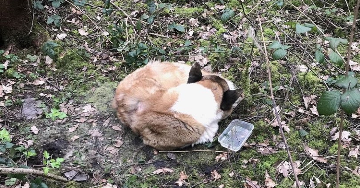 Peter, l’akita trovato nei boschi