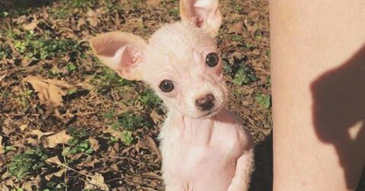 Pippa, la cucciola glabra