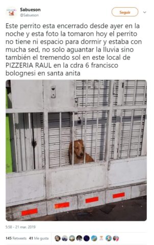 il-cane-chiuso-dietro-le-sbarre 3