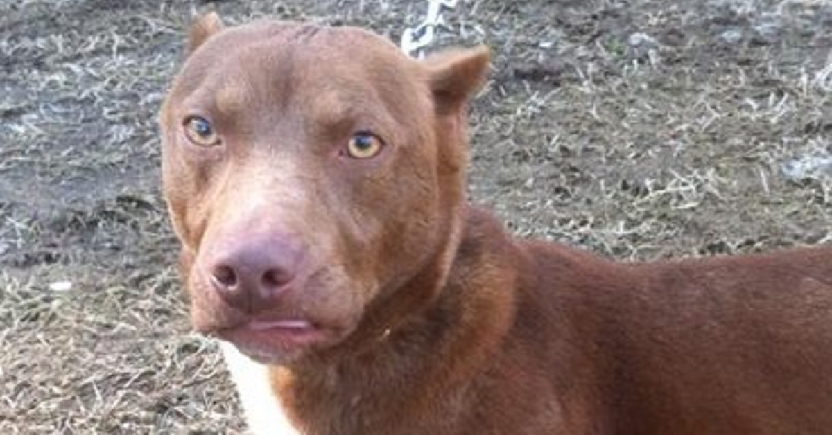 Rami, il mix pitbull e bassotto