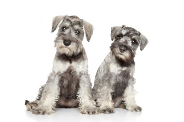 Schnauzer 