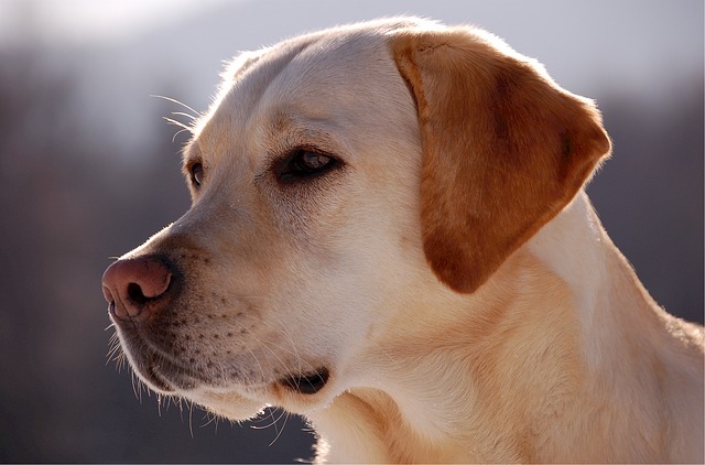 Labrador 