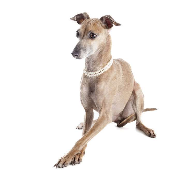 Whippet 