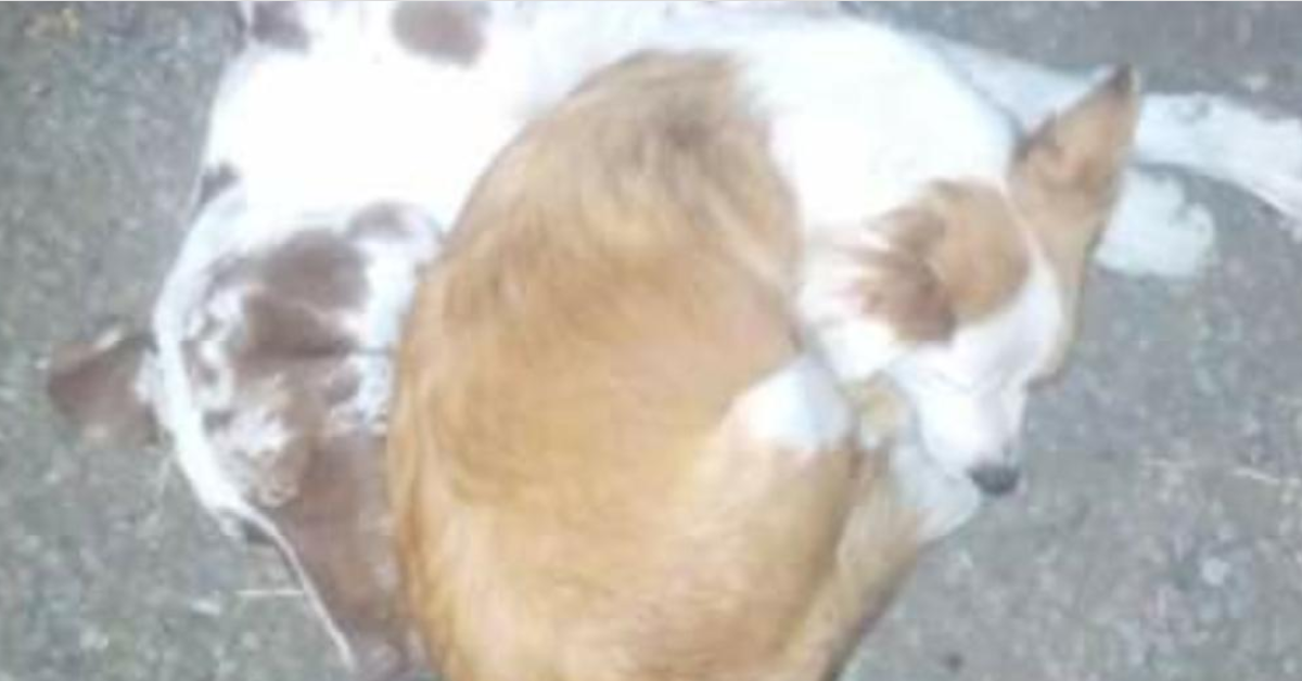 Ritrovata nella spazzatura la cagnolina che era entrata nel ristorante