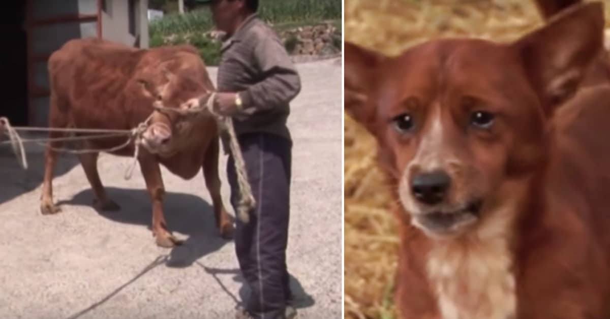 La sua famiglia vende la mucca che si è sempre presa cura di lui. Il cane scappa per cercarla.