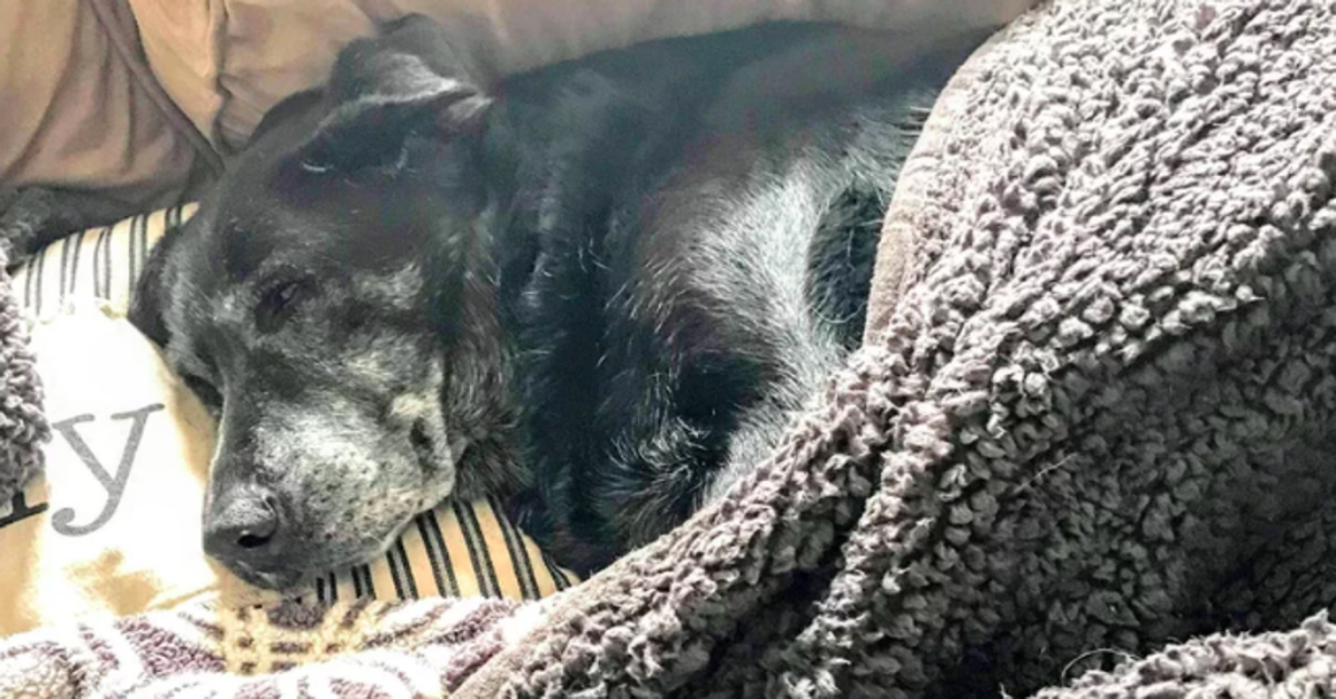 Cane di 20 anni, trovato a vegliare da giorni, il corpo senza vita del suo amato padrone