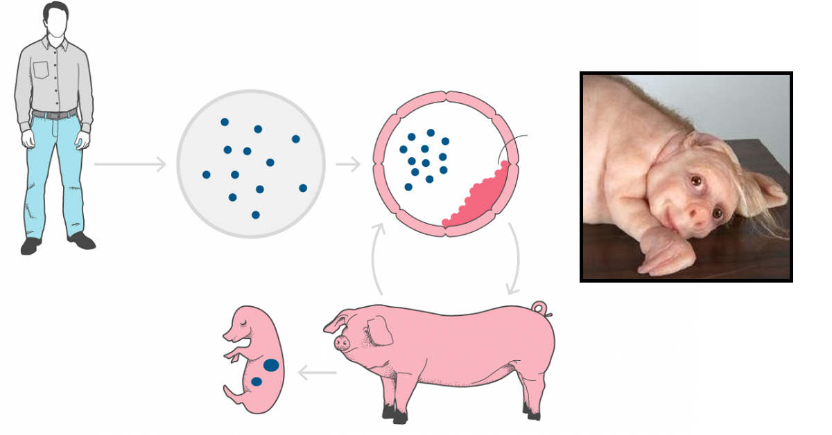Scienziati creano ibridi di maiali ed esseri umani per trapianti di organi