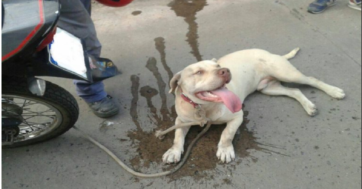 Fermato a Siracusa un anziano che trascinava un cane