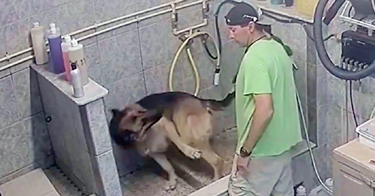 toelettatore-rompe-la-coda-al-cane-arrestato