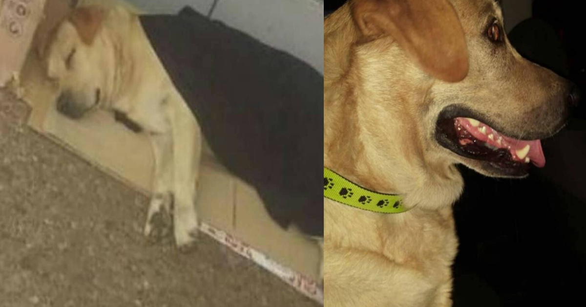 Adottato Totò, il cane che aspettava il suo padrone