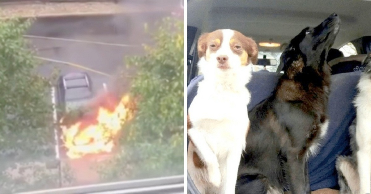 Tre cani chiusi in un suv in fiamme