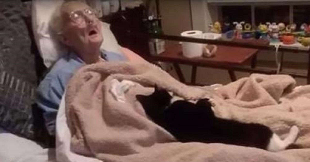 Trooper, il gatto che veglia la nonna