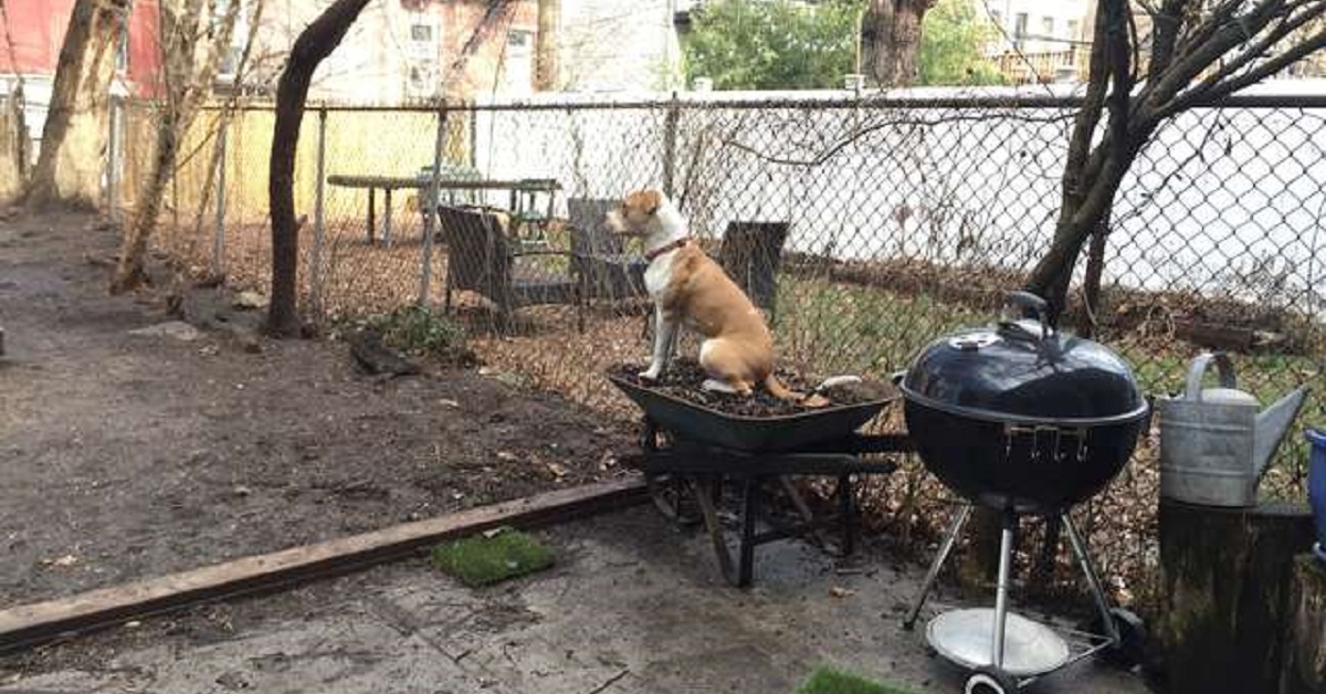 Tutti volevano questo cane quando era un cucciolo