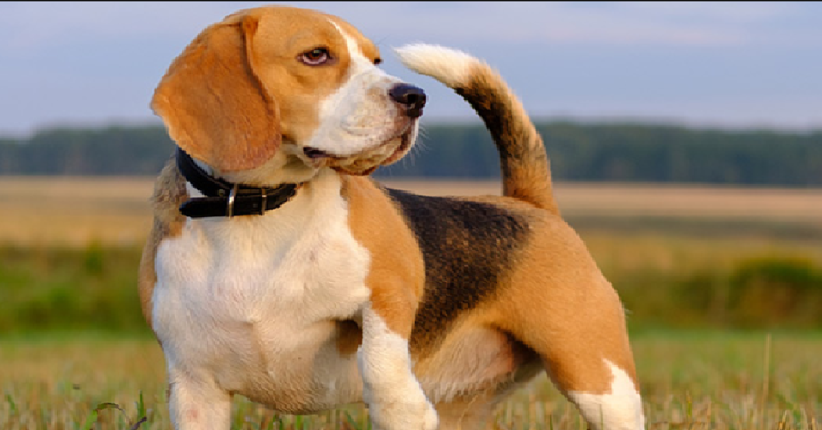 Sospetti a Vicenza per la morte di un cane