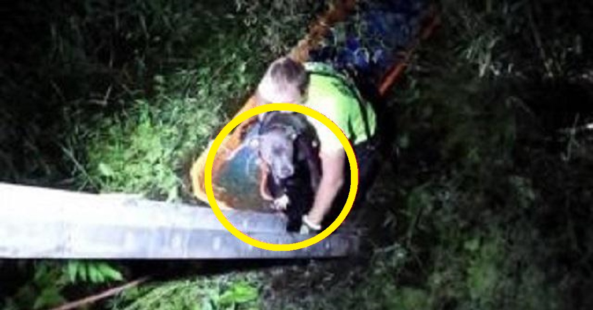 Vigile del fuoco salva un pitbull buttato in una palude