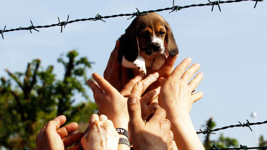 Vita è morta: addio al cane simbolo di Green Hill