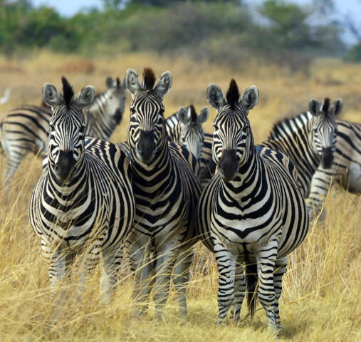 zebre