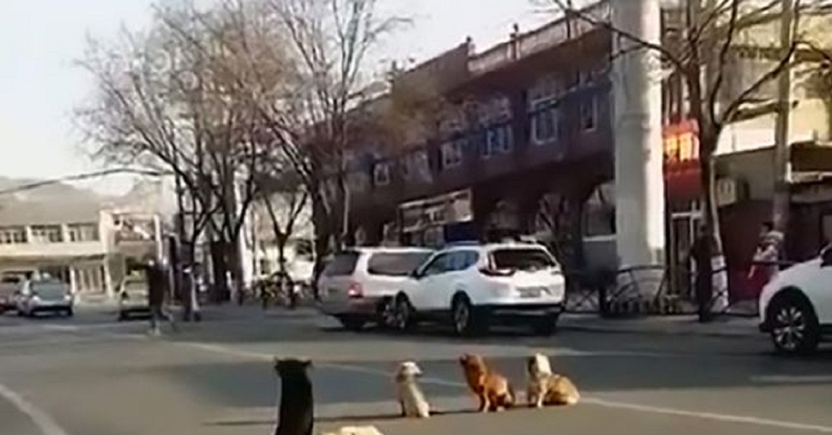 4 cani proteggono amico investito
