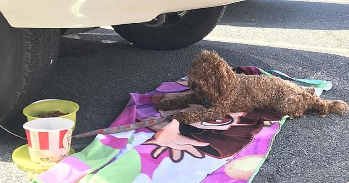 4 cani trovati legati alle macchine in un parcheggio