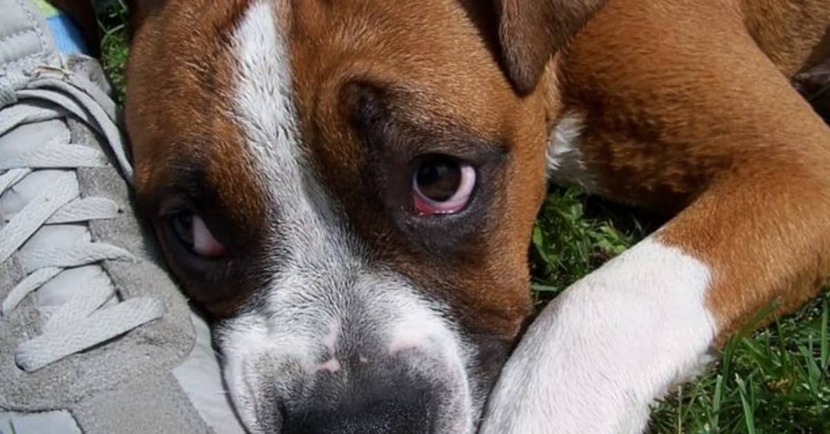 5 segni che mostrano se il tuo cane abbia subito maltrattamenti, prima della sua adozione