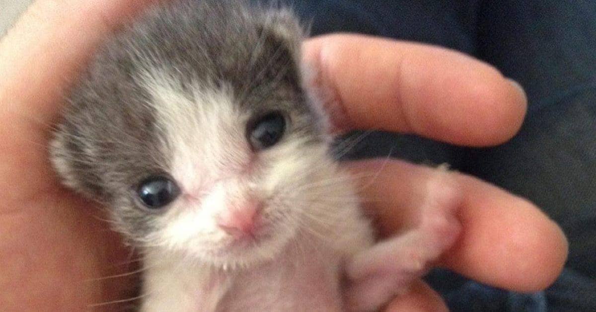 Baby ringrazia ogni giorno il suo amico umano che gli ha salvato la vita