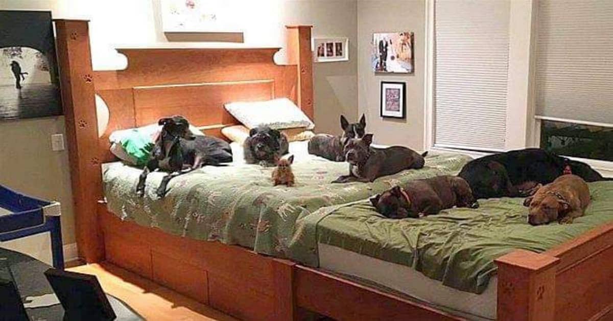 Coppia fa costruire un letto enorme per far dormire i loro cani
