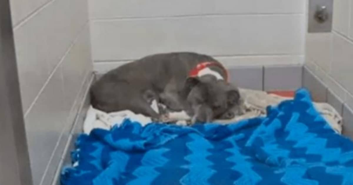 Il salvataggio di Maria, la cagnolina incinta