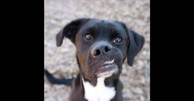 il-lieto-fine-di-Mosley-il-cane-con-un-sorriso-speciale