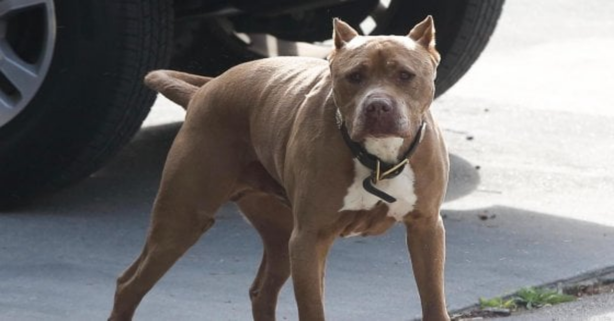 Venezia, condannato l’uomo che si era disfatto del suo pitbull nel lago