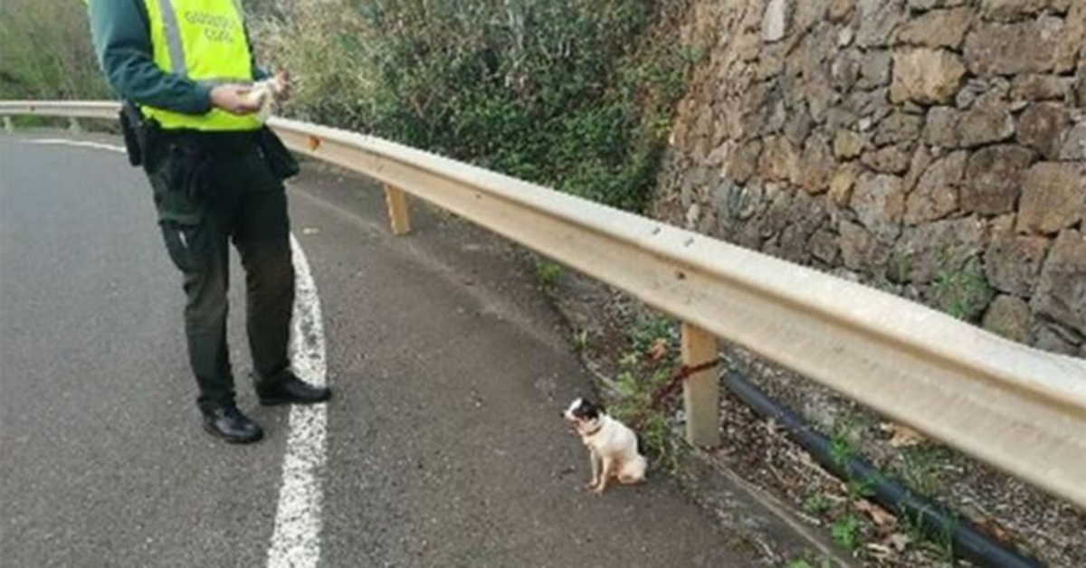 Lasciano il cane legato al guardrail della strada: interviene la Guardia Civile