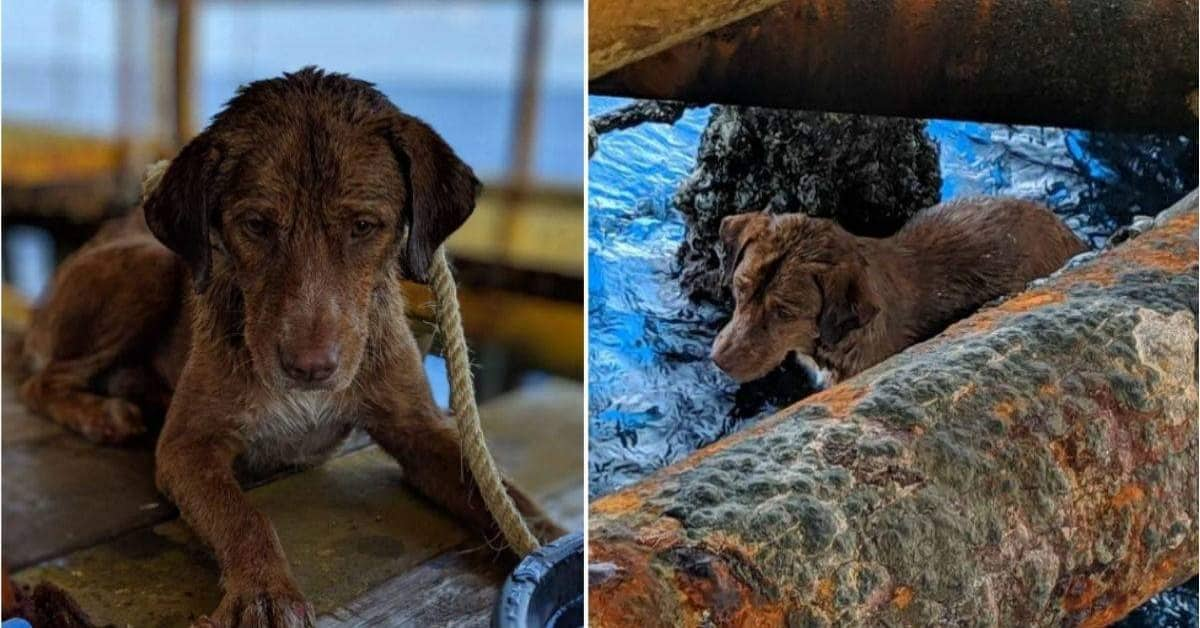 Il cane lasciato in mezzo al mare