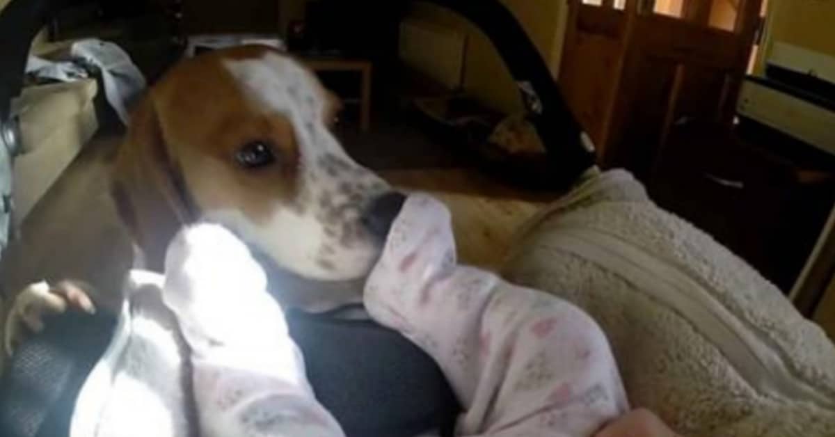 Un cane ha aspettato per mesi l’arrivo della nuova sorellina umana