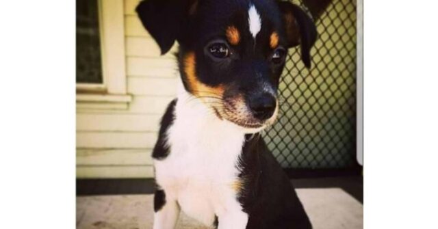 Penny-una-cagnolina-fuori-dall'ordinario