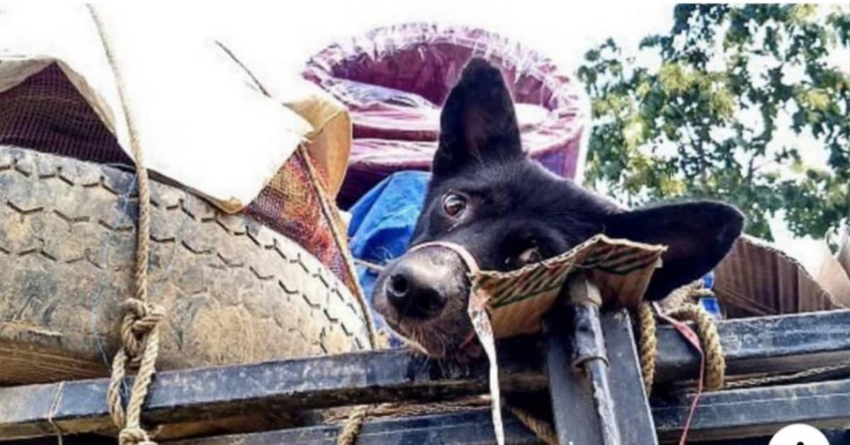 Il cane legato sul tetto del furgone