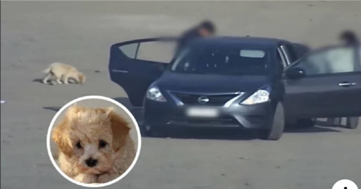 Il cane abbandonato nel parcheggio