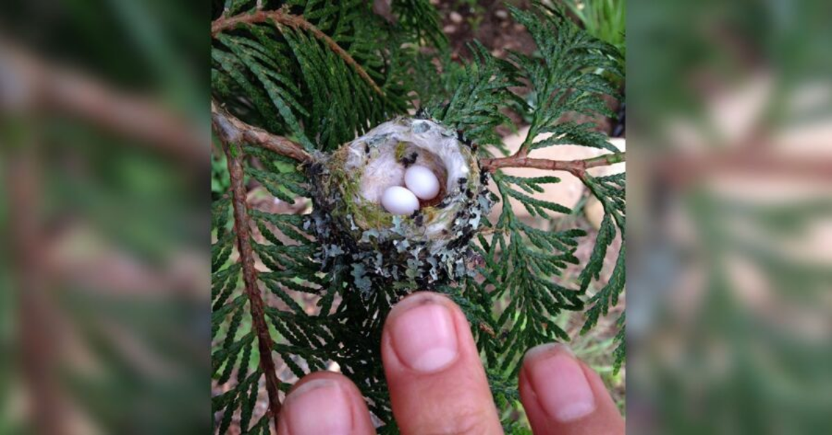 Controlliamo prima di potare gli alberi