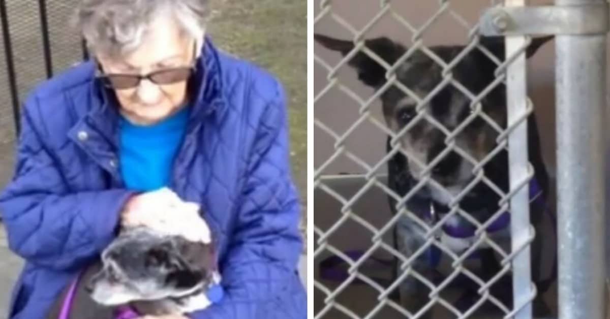 Anziana signora è costretta ad abbandonare la sua cagnolina