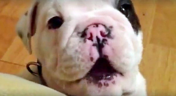 Baby Bentley The Bulldog