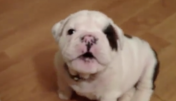 Baby Bentley The Bulldog
