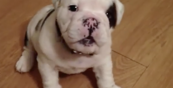 Baby Bentley The Bulldog