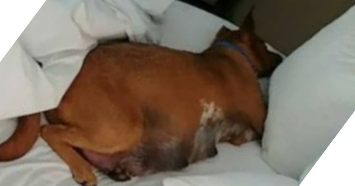 Cagnolina da alla luce i suoi cuccioli nella stanza di un motel, ma poi inizia a stare male