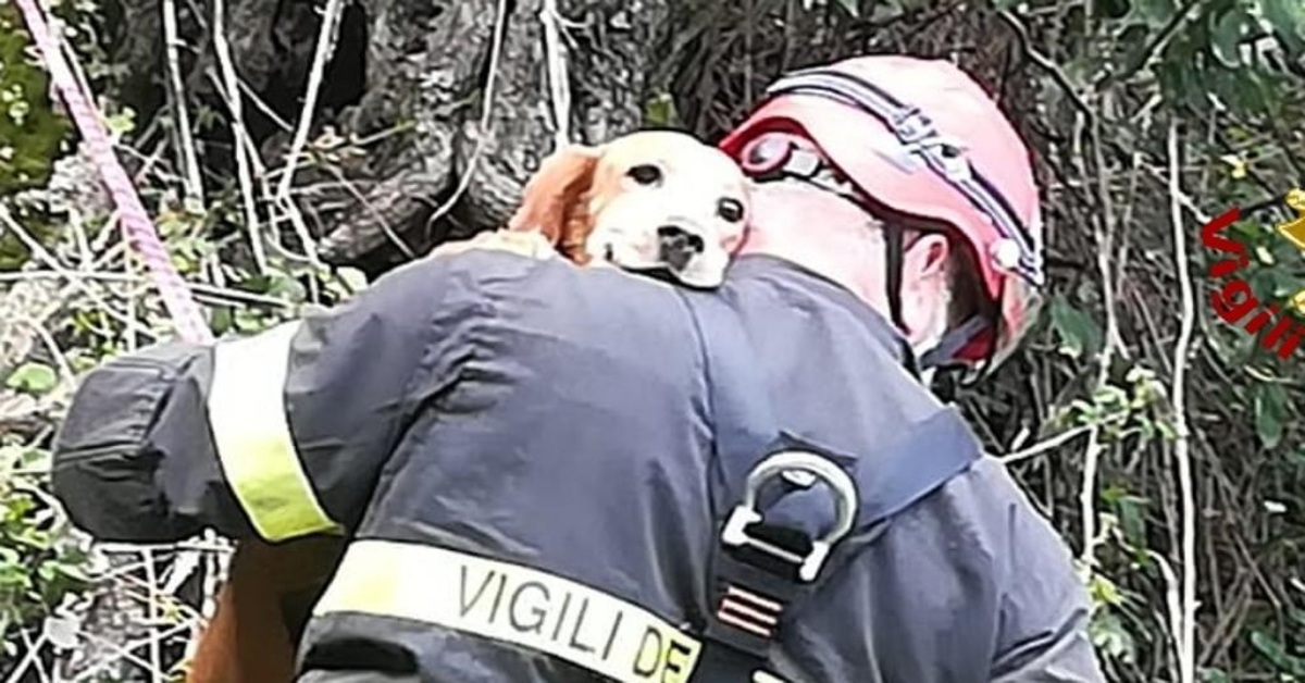 Cane caduto in un canalone, salvato dai Vigili del Fuoco